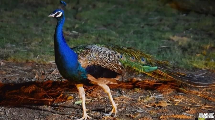 为什么不来《欢乐动物园3D》养珍稀动物，建梦幻乐园？