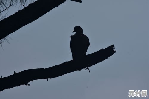 孤独的鸟儿"渴望治愈的你，怎能错过这段暖心邂逅？