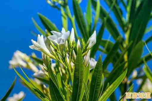 免费获取《植物大战僵尸2》正版激活码,限时福利速来参与! 免费获取《植物大战僵尸2》正版激活码,限时福利速来参与!