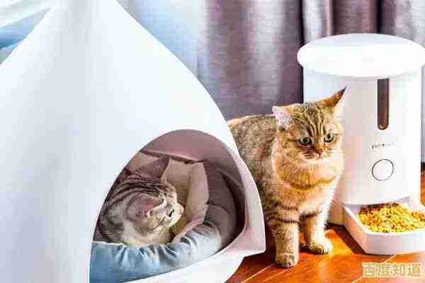 当猫咪遇上高科技路由器：探索智能养宠的未来趋势