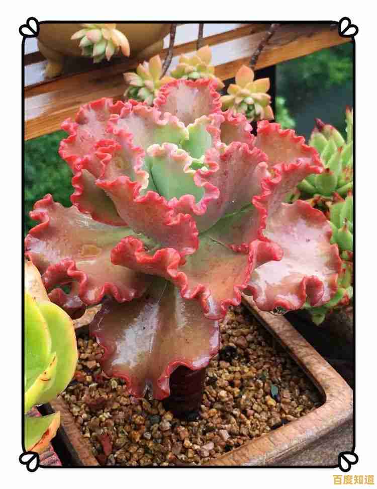 想要体验视觉盛宴?魔法装扮明星舞会》等你来挑战! 想要体验视觉盛宴?魔法装扮明星舞会》等你来挑战!