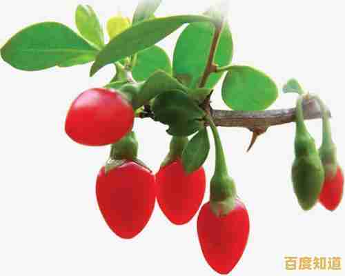 小白之家：全面解析各类疑问，助你从新手蜕变为行业专家！