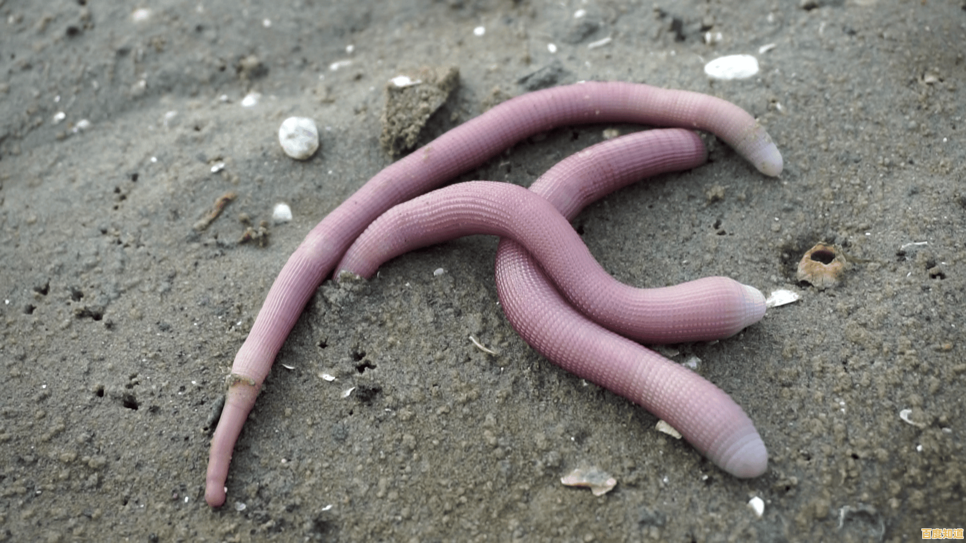 难道你不想体验躲沙虫(Sandworms)带来的放松与快乐吗？