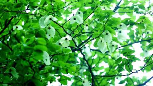 雨林木风：拥抱自然之美，享受宁静而惬意的绿色时光