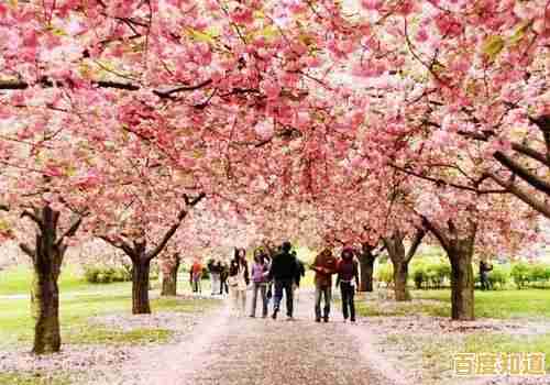 还在寻找心动邂逅?樱花恋爱笔记》满足你的所有幻想! 还在寻找心动邂逅?樱花恋爱笔记》满足你的所有幻想!